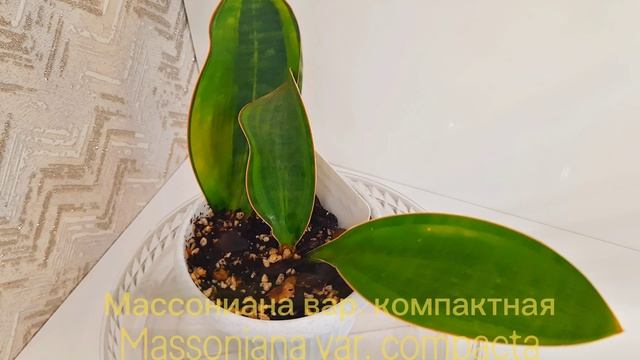Массониана вар. компактная
Massoniana Var. Compacta