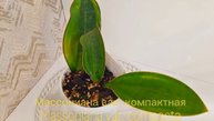 Массониана вар. компактная
Massoniana var. compacta
