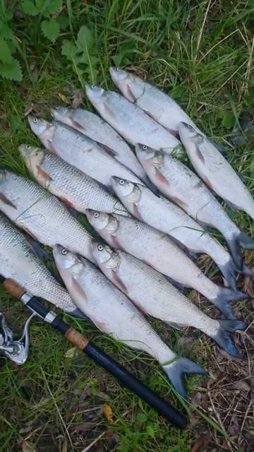 Шикарный Улов 🎣