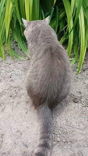 Отдыхаем.... #Котбарси #котики #питомцы