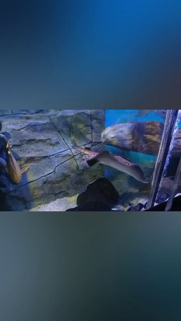 Скат