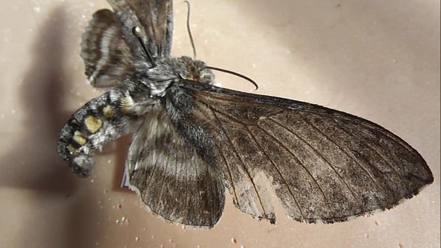 БРАЖНИКИ: 655. Manduca winbrechlini