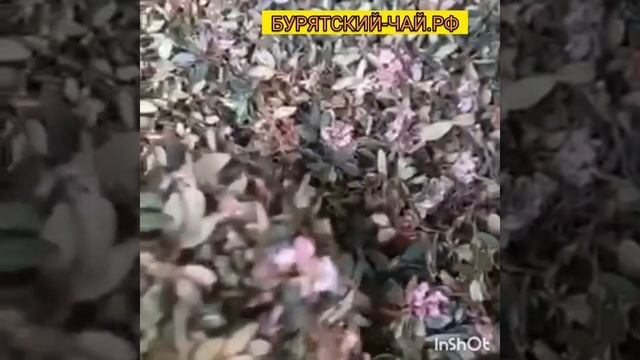 Какой Саган-Дайля отправляем!