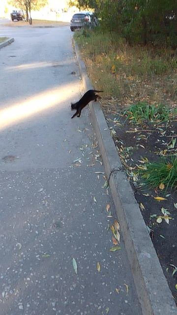 01-10-2025 черная кошка побежала
