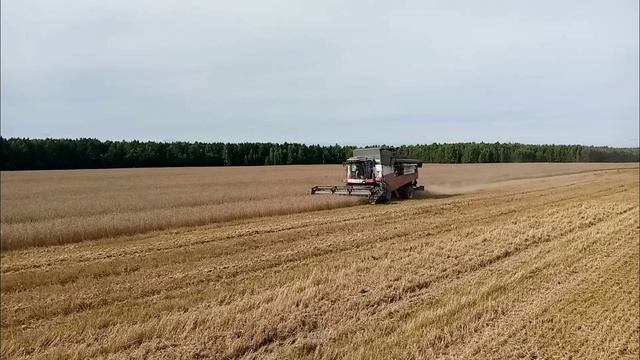 уборка зерновых культур 2025 года