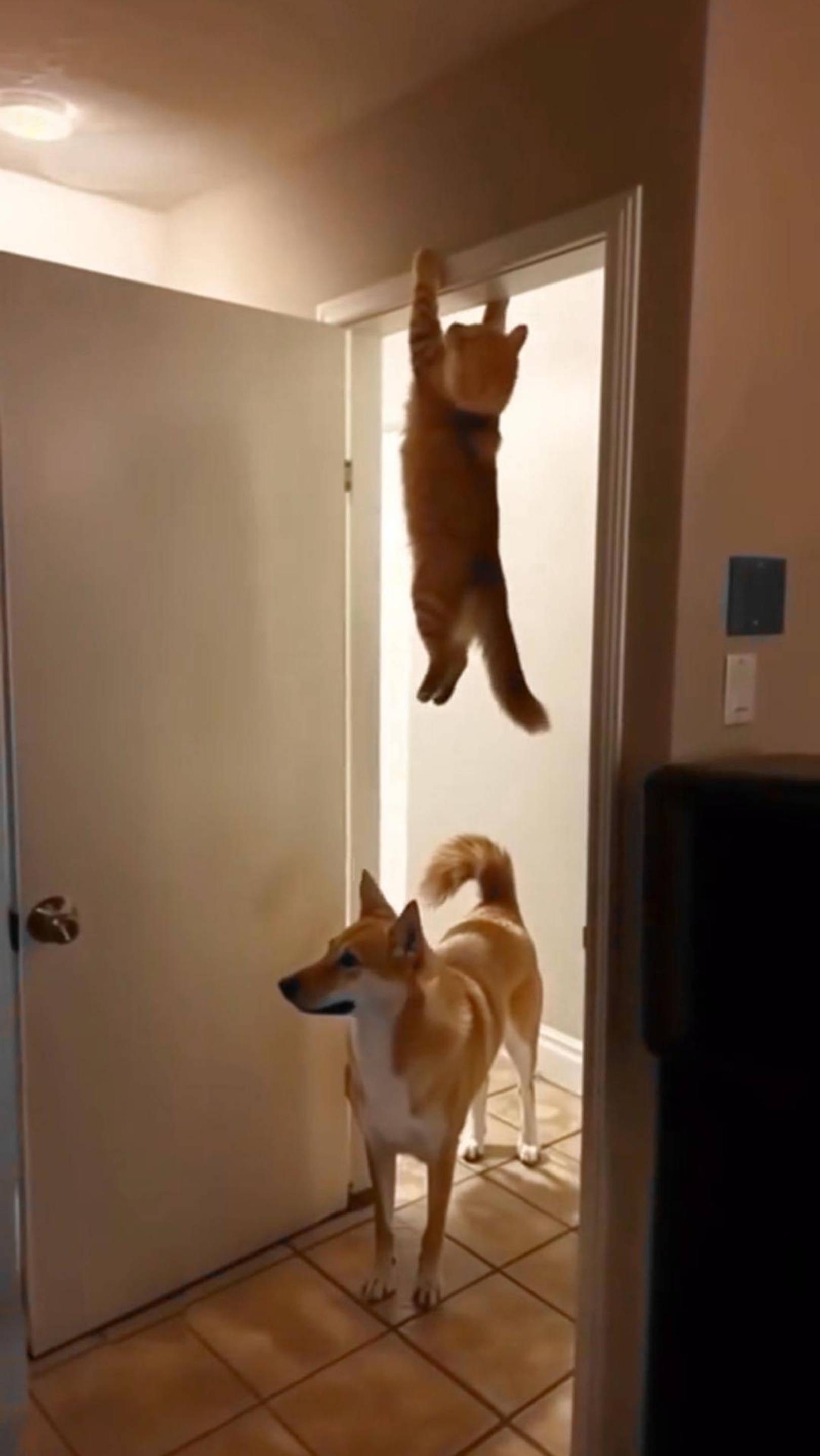 Кот спрятался от Собаки 😂