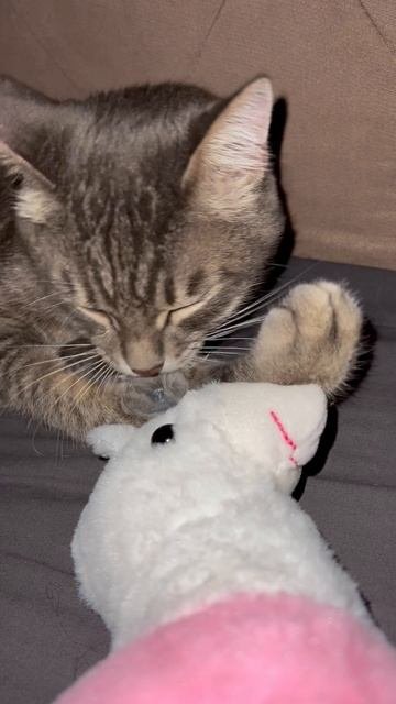 Милый котик кушает 🐱