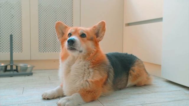 не знаю кому как это ведь даже не моя собака но всё же.@Хаски Бандит ,остальные в описание