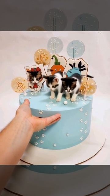 Новый торт и новые котята.