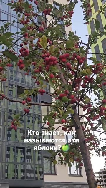 Какой сорт яблок 🍏?)