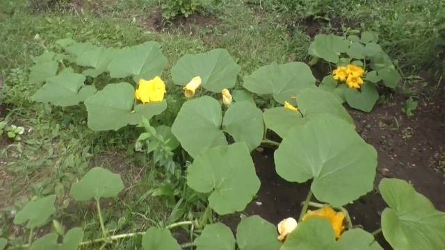 Посадили у подъезда картошку