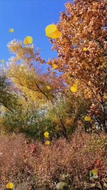 Petal_20251001_224538.mp4