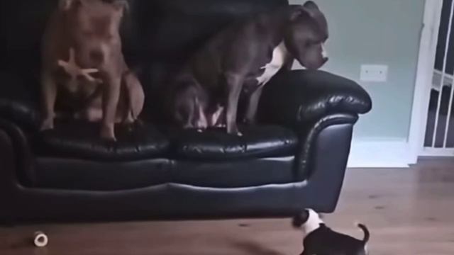 Тяжелы случай, когда в семье растет сложный подросток😂