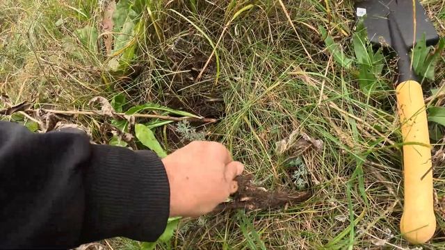 ОТец Добывает РУССКИЙ РЕЙШИ и КОРЕНЬЯ Алтей, Лопух, Одуванчик и Цикорий 28 09 25г