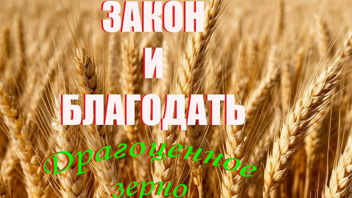 Закон и Благодать. Драгоценное зерно.