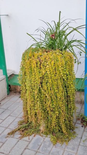 Чудо разноцветная клумба  в октябре