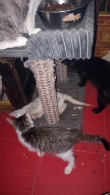 Потенциальные на очереди " уйти на Радугу"- игривые после лечения.