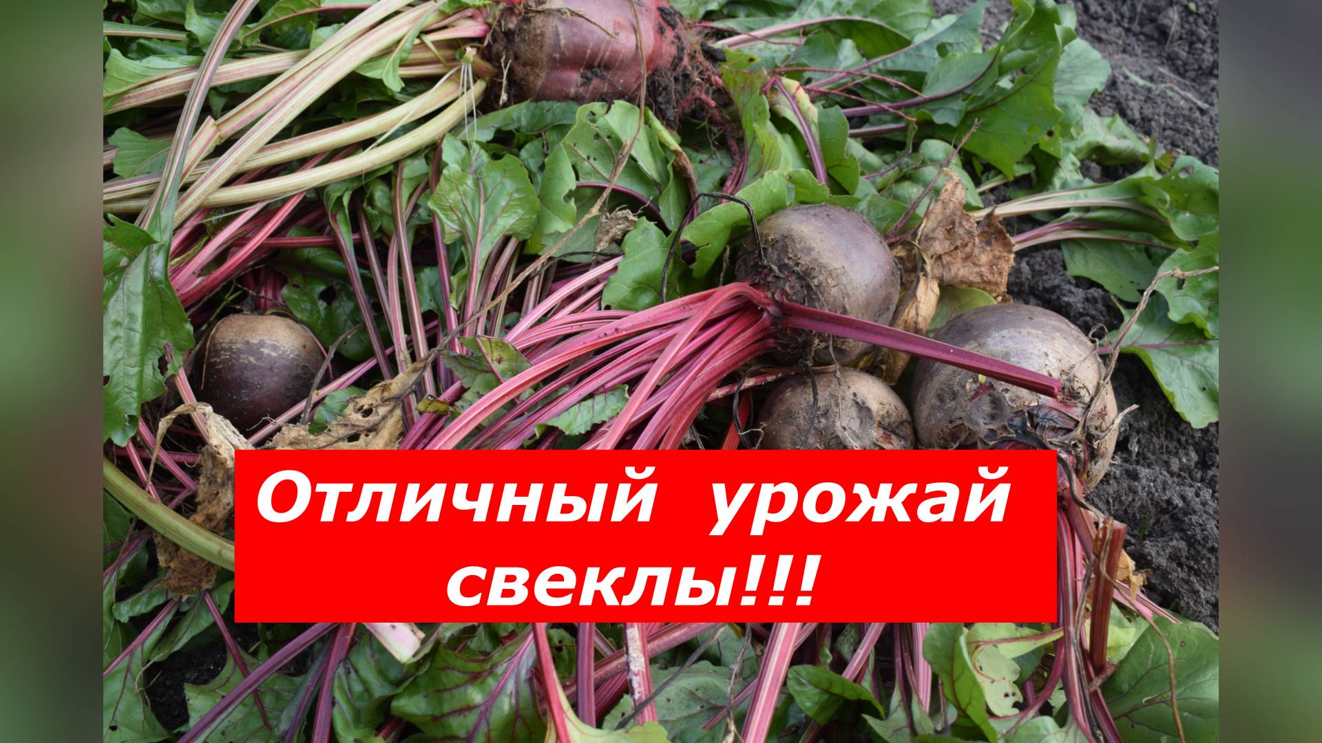 Вот это экземплярчик! Убираю свеклу и радуюсь урожаю!!!