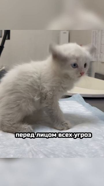 Сокровище, выброшенное на помойку | Зефир