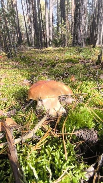 🍄🟫 Вы думаете грибной сезон закончился??? Правильно - закончился!!! Не ходите в лес, не мешайте м