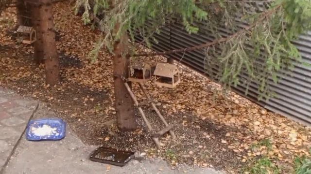 шумный день в вольном зоопарке за окном