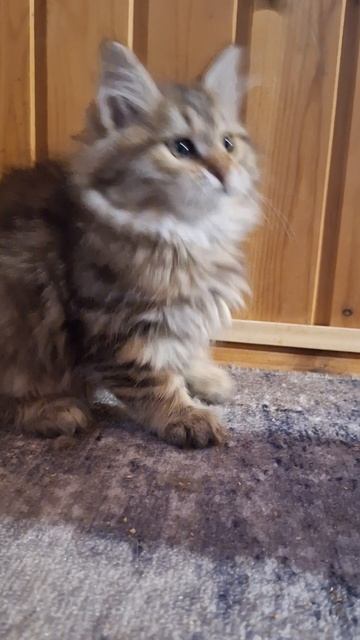 Очаровательная сибирская кошечка Nika😍2,5 месяца