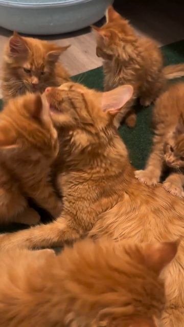 Наш TG Https://t.me/liveofcats