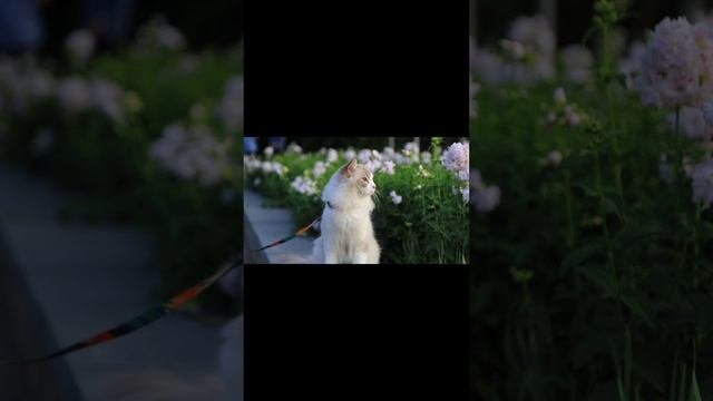 в описании!