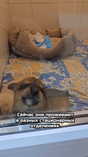 Крохи не умерли от голода! Щенки в мешке... | Герда, Гера, Ганс и Граф