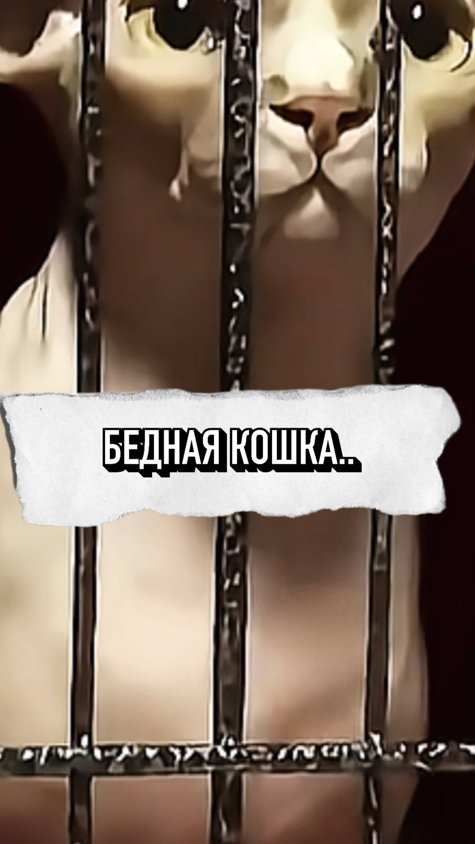 Грустная История Одной Кошечки Которая Потеряла Всех Котят💔 #shorts