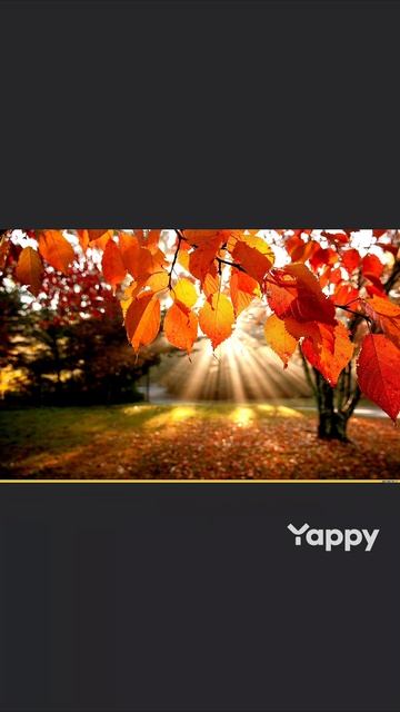 Здравствуй,красивый октябрь.🍂

@02102025

#Осень #Октябрь #Четверг