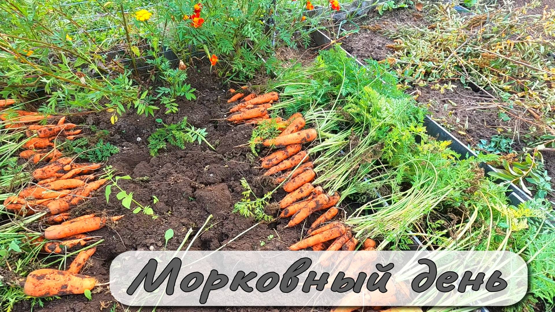 МОРКОВНЫЙ ДЕНЬ