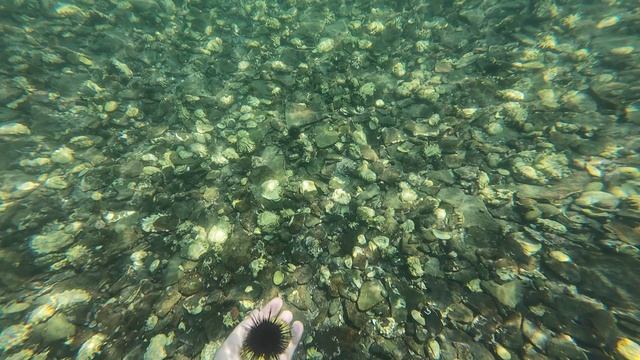 Русский остров, Велопоездка, плаваю с ежом, Владивосток, август 2025.