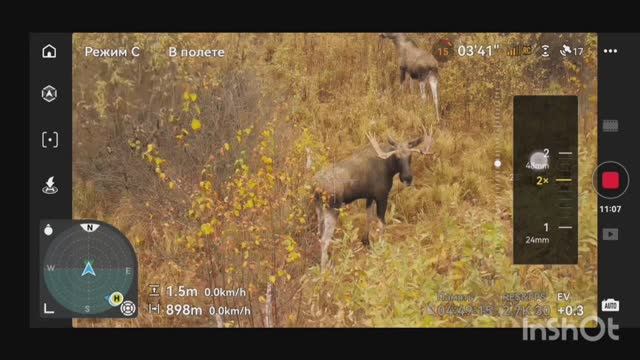 Лоси во время гона. Бык прогоняет соперников.