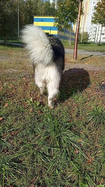 Стрекоза и маламут 😱😄🐾🐺❤️ #маламут аляскинский #собака 02.10.2025  VID_20251002_135252