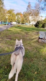 Джек на встречу с любимой 😊