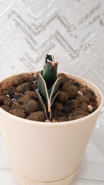 Сансевиерия Рорида Sansevieria Rorida #сансевиерия #sansevieria #plants #sansevieriarorida