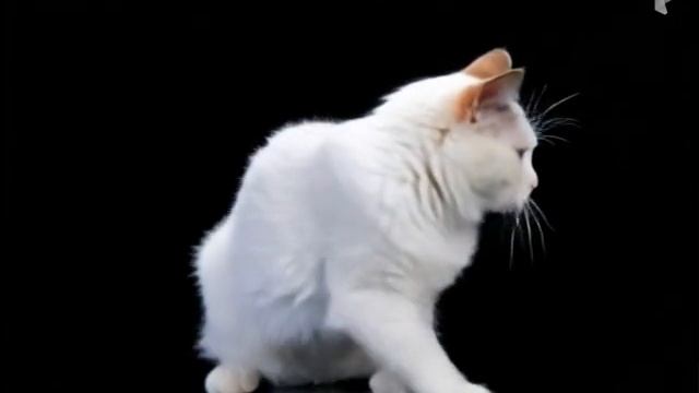 Питомнике рэгдоллов.
Plushdollru. ragdoll.
Olga.