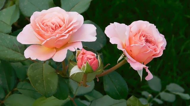 27=09=2025 КРАСНОДАР . ПАРК СЕРГЕЯ ГАЛИЦКОГО. ДЕНЬ ГОРОДА. 232 ГОДОВЩИНА. JPG (189)