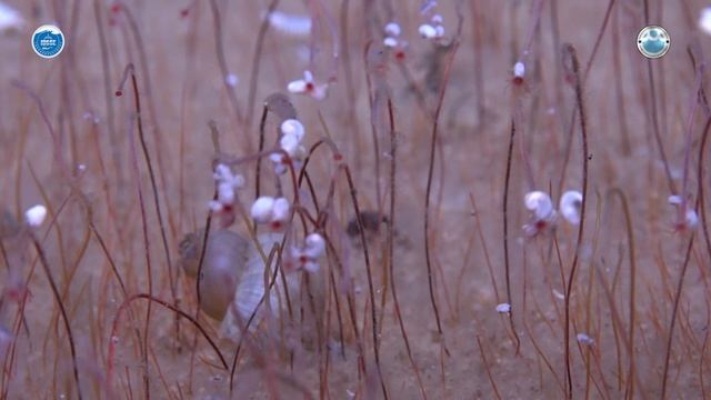 Громкое научное открытие на экстремальной глубине