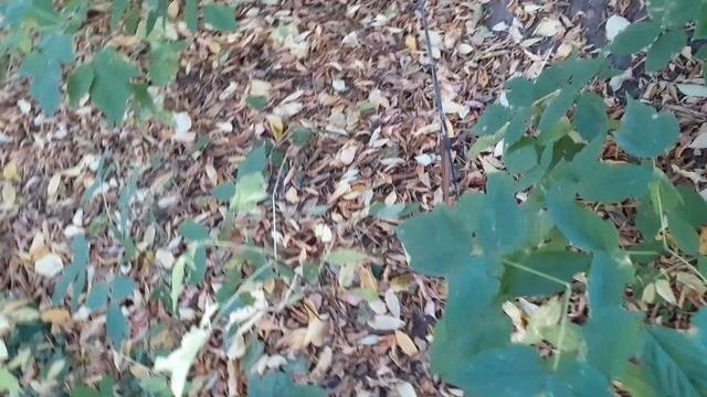 Котики на прогулке.