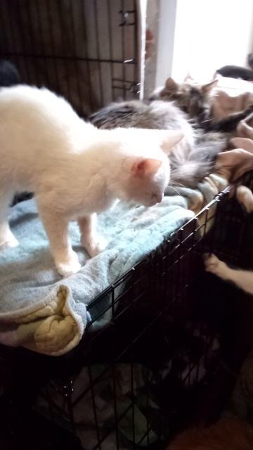 Малыш Лёд.Вот мы и вышли из клеточки и гуляем ,как все,в общей толпе.