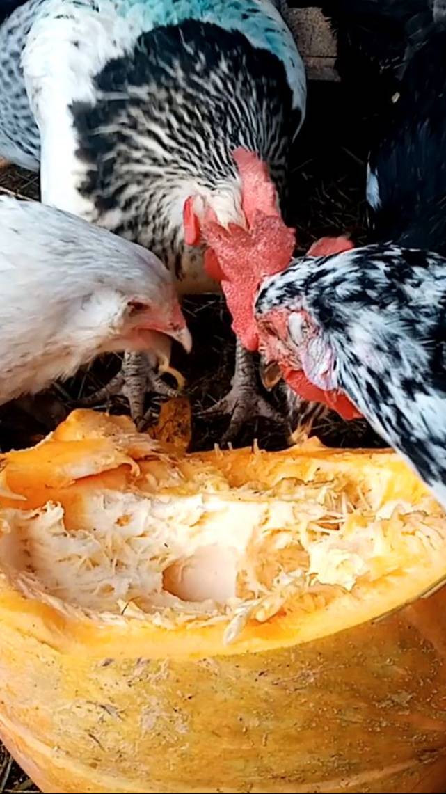 Лучший ВКУС яйца ТОЛЬКО от тыквы.