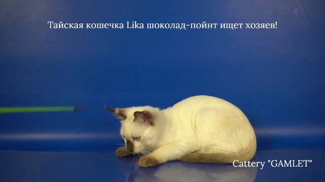 Тайские котята девочка Lika Gamlet, 3 месяца 10 дней, шоколад-пойнт.
