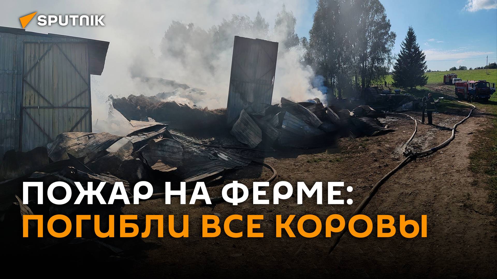 Молоко, сено, деньги: как помогают семье, у которой сгорели заживо 28 коров