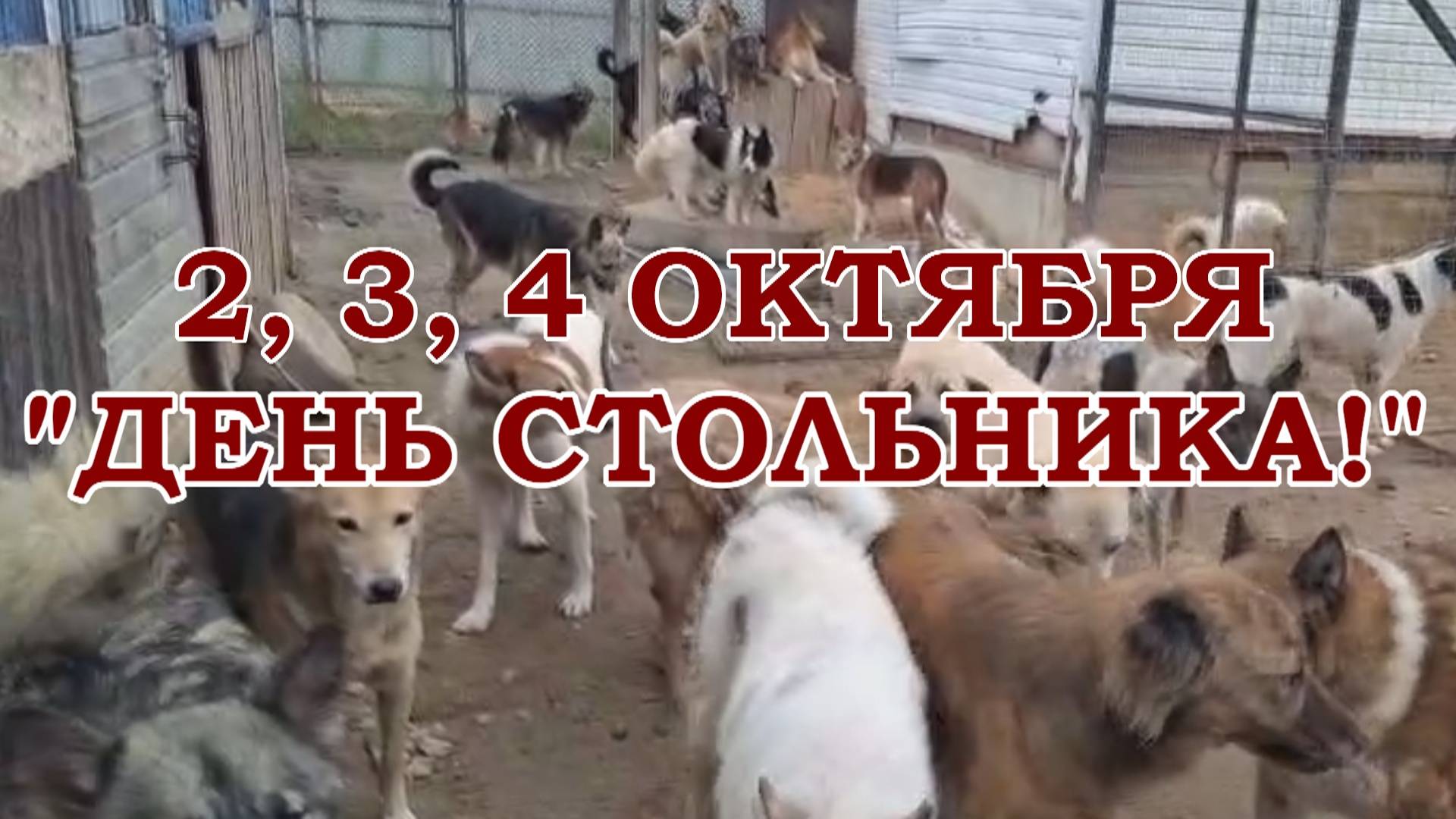 Самолёт. Тайга. Корм. Хотим жить