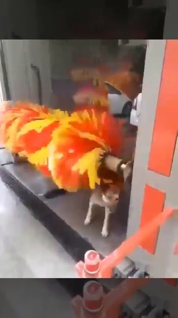 Почесалки