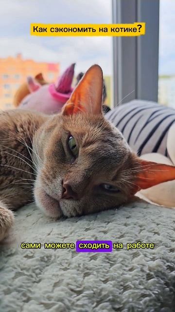 Как сэкономить на котах - ловите лайфхак #cat #кот