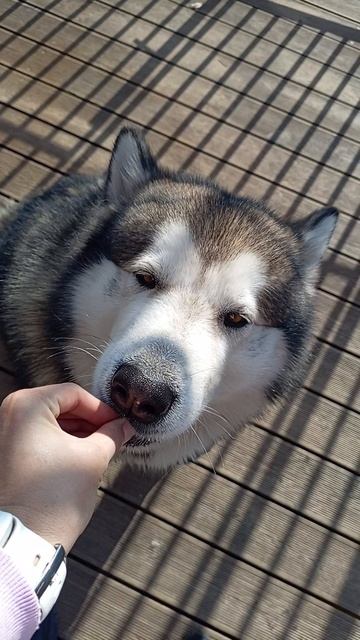 Маламут в полоску ☀️🤗🐾🐺❤️ аляскинский #маламут 02.10.2025 #собака #malamute VID_20251002_135600