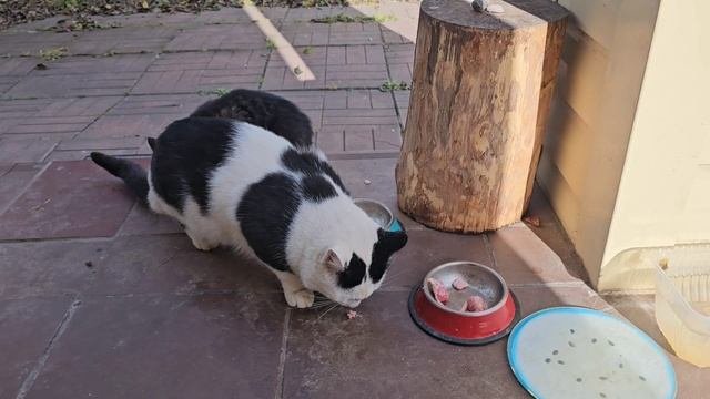 🍁Кототигры встречают осень, Клёпа пропал